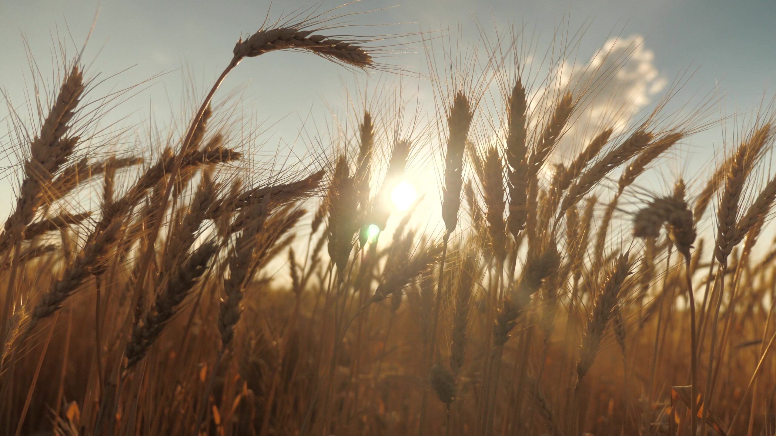 Grano Scaled 1