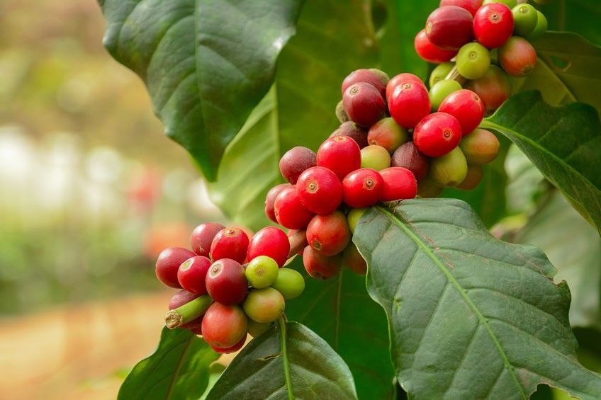 Varieta Caff